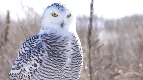 Dramatic female snowy owl looking around in a field Stock Footage 169721796