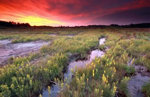 Dramatic fire sunrise over moosland with bog asphodel Stock Photos