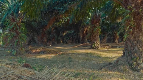 Dramatic flight among the palm trees Video stock 109153135