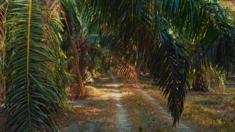 Dramatic flight among palm trees on the island of Phuket in Thailand 3 Stock Footage 125187784