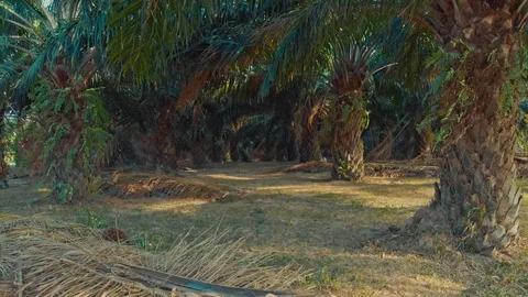 Dramatic flight among palm trees on the island of Phuket in Thailand 2 Stock Footage 125188574