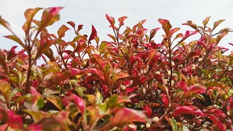 Dramatic flower,timelapse 動画素材 201419102