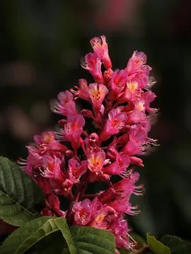 Dramatic Focus On Deep Pink Blossom Showing Velvet Textures And Intense Con.. Stock Photos