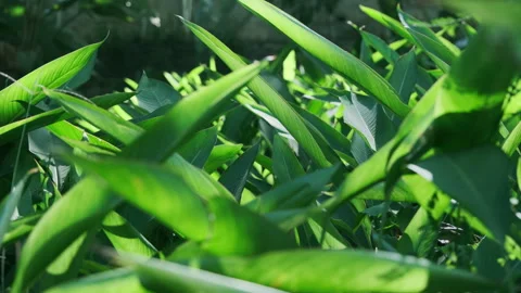 Dramatic Foliage: Sunbeams Piercing Green Leaf, Intense Light and Shadow Effect Stock Footage 320953452