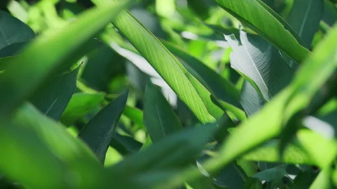 Dramatic Foliage: Sunbeams Piercing Green Leaf, Intense Light and Shadow Effect Stock Footage 320953531