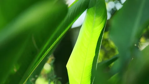Dramatic Foliage: Sunbeams Piercing Green Leaf, Intense Light and Shadow Effect Stock Footage 320953656