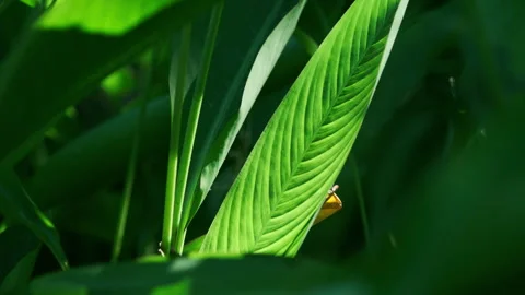 Dramatic Foliage: Sunbeams Piercing Green Leaf, Intense Light and Shadow Effect Stock-Footage 320953786