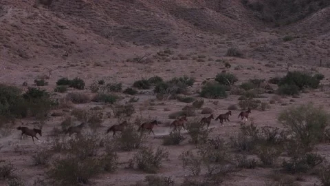Dramatic Footage Of Wild Horses Charging Across A Desert Valley Floor In AZ Stock Footage 339290740