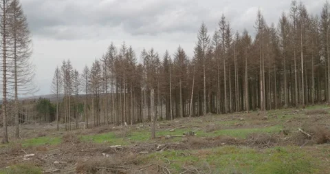 Dramatic forest dieback in Harz mountain range Germany stock footage Video stock 154345840