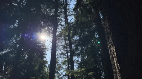 Dramatic forest in the evening Stock Footage 312718207