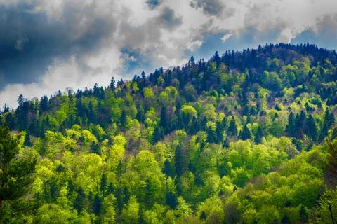 Dramatic forest landscape. Hill covered with green trees with strong clouds i Stock Photos
