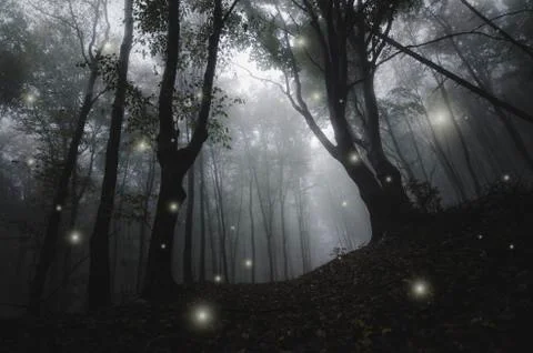 Dramatic forest landscape with trees in fog and magical sparkles Stock Photos