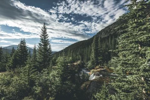 Dramatic forest with moody blue sky and clouds Stock Photos