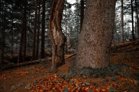 Dramatic forest scene with textured tree bark and fallen autumn leaves Stock Photos