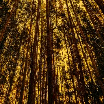 Dramatic forest trees with golden sky – conceptual climate change background Stockfoto's