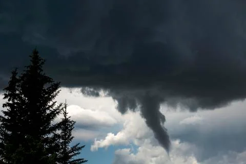 Dramatic funnel cloud created in dark storm clouds with silhouetted evergreen tr Stock Photos