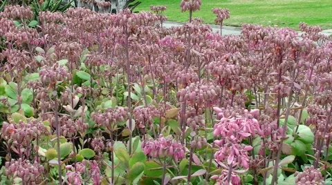 Dramatic Garden Pan Video stock 635852