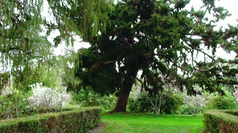 Dramatic Garden Walkway Stock Footage 623711