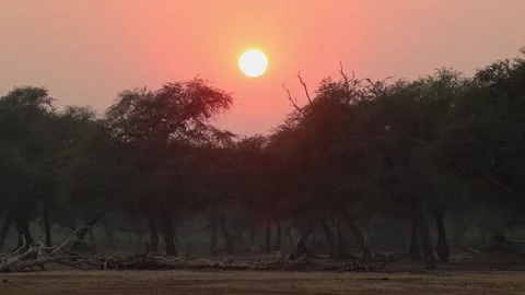 A dramatic glowing orange sunrise in Mana Pools National Park, Zimbabwe. Stock Footage 345919650