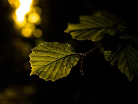 Dramatic golden hour light illuminating young summer leaves. Stock Photos