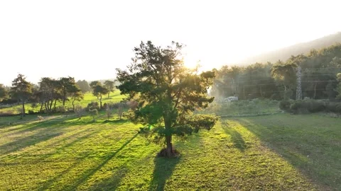 Dramatic Golden Hour Sunlight Silhouetting Tree in Green Pasture Stock Footage 321744343