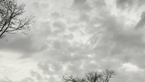 Dramatic Gray Clouds Above Bare Trees Wide Video stock 344883680