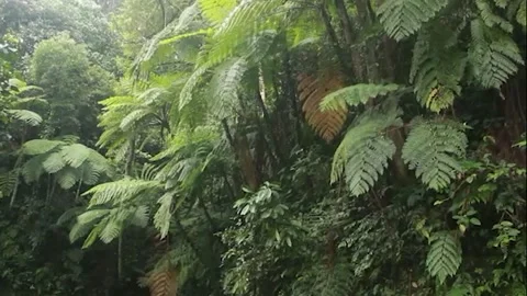 Dramatic green fern leaves in the darkness of the forest Stock Footage 155088264