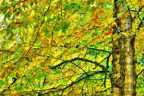 Dramatic hdr of yellow birch during fall Stock Photos