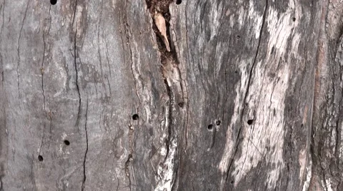 Dramatic Hollow Old Lonely Tree.. 4K UltraHD, UHD Stock Footage 49136133