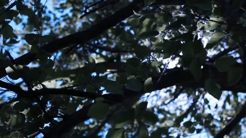 Dramatic horror concept - looking up through dark forest at sunlight with lens f 스톡 동영상 76203930