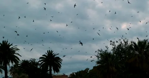 Dramatic horror scene, wild flock of swallows birds flying, big volume choicely Stock Footage 293572820