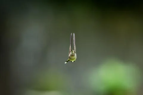 Dramatic Hummingbird Stock Photos
