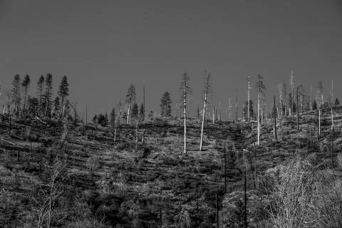 Dramatic image of burnt forest in California after forest fire Stock Photos