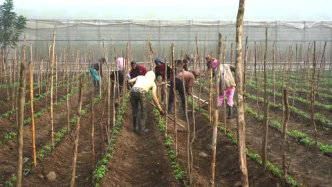 Dramatic image of Haitians working on a agricultural farm high in the Caribbean. Stock Footage 166229442