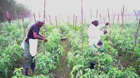 Dramatic image of Haitians working on a tomato farm high in the Caribbean mount. Stock Footage 166125782