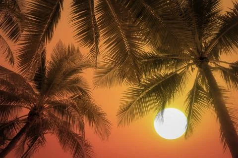 Dramatic image of silhouette coconut palm trees on evening twilight sky wit.. Stock Photos