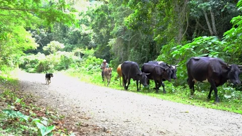 Dramatic image of a small herd of cattle moving on a countryside dirt road high. Stock Footage 166348855