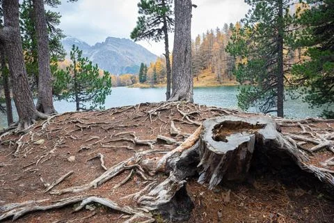 Dramatic image of the stump and roots of a cutted tree Stock Photos