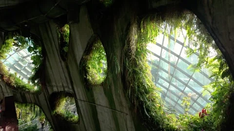 A dramatic interior view of the Cloud Forest conservatory Stock-Footage 336877877