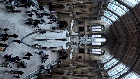 Dramatic interior view of Hintze Hall with a suspended blue whale skeleton Vídeo Stock 331232367