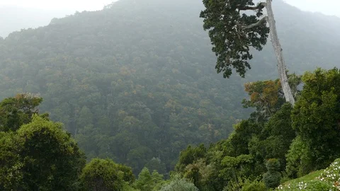 Dramatic jungle mountain scenery in Costa Rica with birds flying Stock Footage 126805326