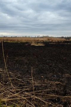 Dramatic landscape with burnt grass and reeds after natural fire, ecology Stock Photos