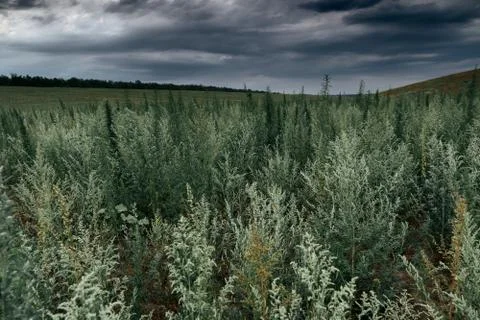 Dramatic landscape with grass and dark sky Stock Photos