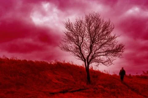 Dramatic landscape with lonely apricot tree on a hill and lonely hiker Stock Photos
