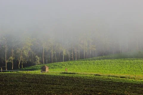 Dramatic landscape with the mist Stock Photos