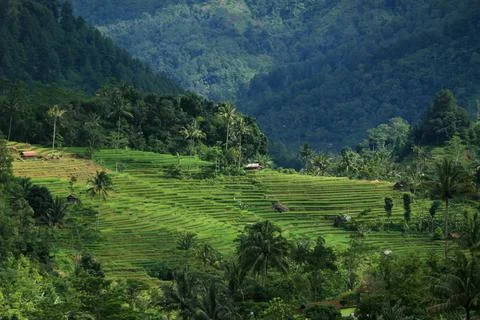 Dramatic landscape rice field with forest and mount Stock Photos