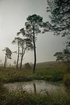 Dramatic landscape of stark silhouetted pine trees on heathland with a small Stock Photos