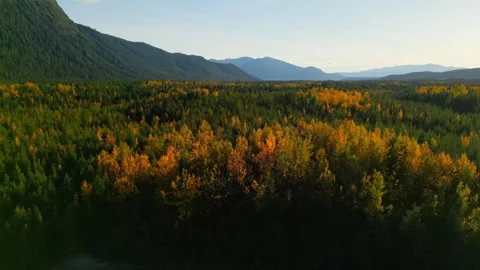 Dramatic leaf change in Alaskan wilderness  Stock Footage 294710113