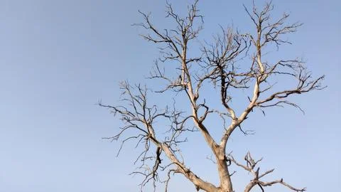 Dramatic leafless tree standing tall against a clear blue sky during winter Stock Photos