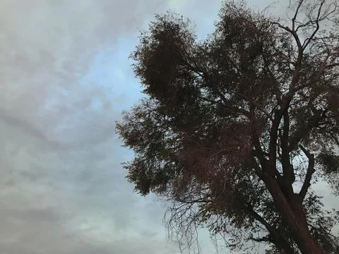Dramatic Leaning Tree Towards Evening Sky Stockfoto's